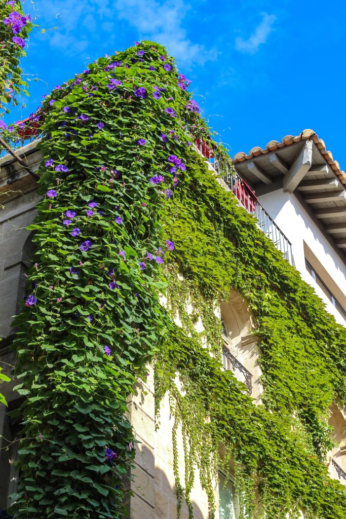 A picturesque building in Arles, France adorned with lush green ivy under a clear blue sky. Un bâtiment pittoresque à Arles, France orné de lierre vert luxuriant sous un ciel bleu clair.