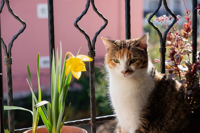 Comment aménager ton balcon pour que ton chat soit en sécurité ?