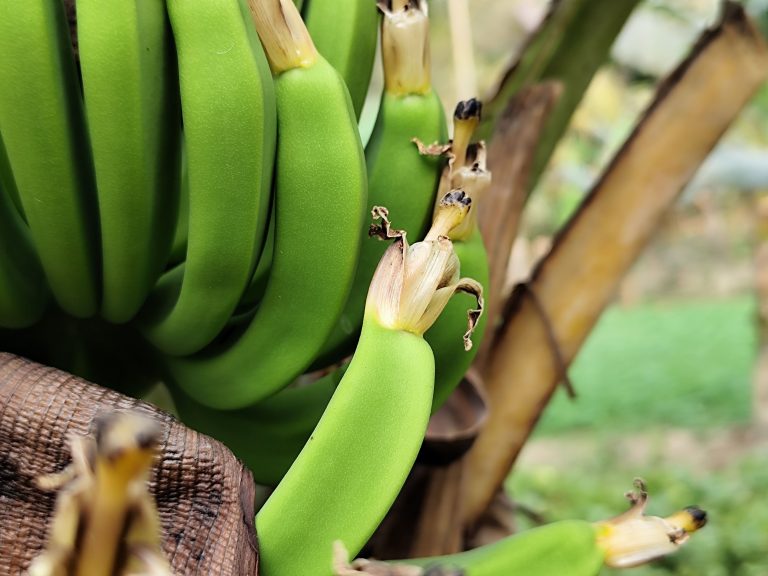 Comment obtenir des bananes sur un bananier ?