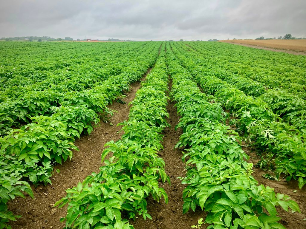 Champs de pommes de terre verts et durables.